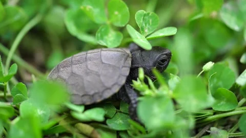 Baby tortoise in a shell is wading through dense grass. Macro 库存影片 196816789