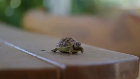 Baby tortoise walking and looking at camera Stock Footage