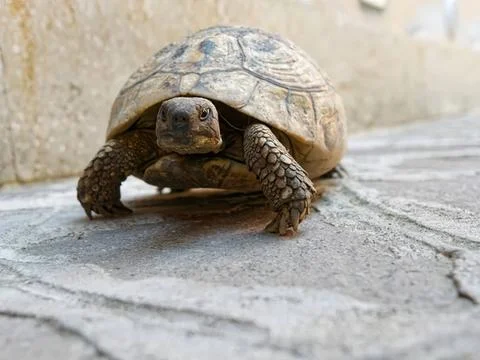 Baby tortoise walking on stone surface outdoors Stock Photos