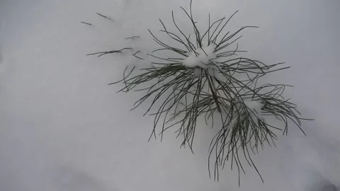 Baby Tree Stock Footage 179666864