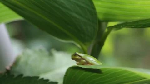 Baby tree frog sitting on large green bamboo grass leaf Stock Footage 281167925