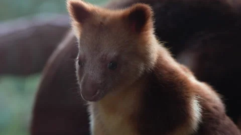Baby Tree Kangaroo Close Up Portrait In Soft Natural Light Stock Footage 330587054