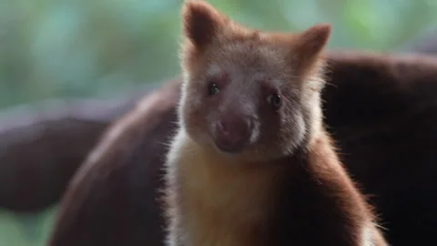 Baby Tree Kangaroo Close Up Portrait In Soft Natural Light Stock Footage 330588573