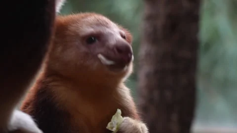 Baby Tree Kangaroo Eating In Close Up Portrait Stock Footage 330587121