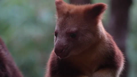 Baby Tree Kangaroo Eating In Close Up Portrait Stock Footage 330587845