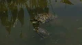 Baby Turtle Angry HD Footage