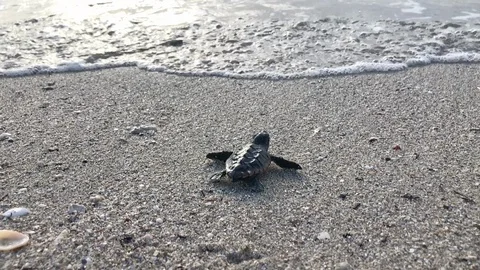 Baby Turtle on the Beach Stock Footage