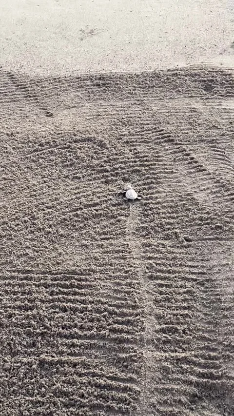Baby turtle being released on the beaches of puerto vallarta mexico Stock Footage 248578351