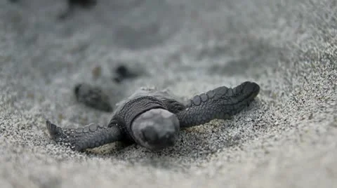 Baby turtle coming out from nest Stock Footage