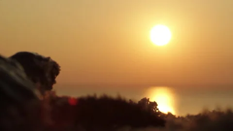 Baby Turtle Crawling During Sunset on Beach, Indonesia Stock Footage 142786945
