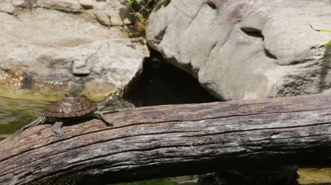Baby turtle crawling on a log Stock Footage 66686785