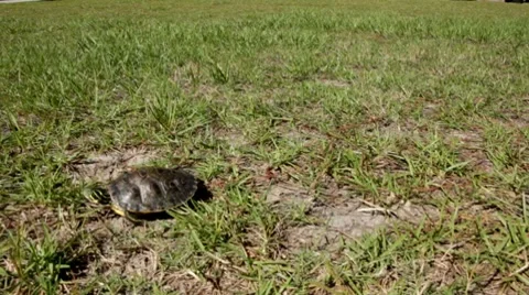 Baby turtle crawls toward camera and turns Stock Footage 8767623