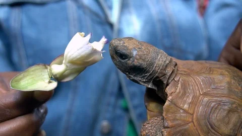 A baby turtle eating flowers Stock Footage 96692453
