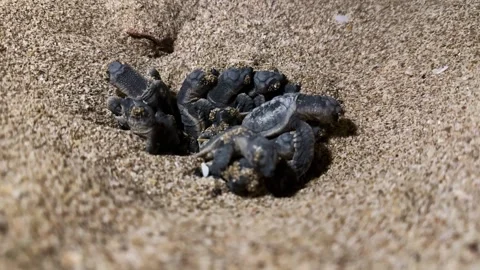 Baby turtle egg moves sand smooth seaside beach island Qeshm Iran Qatar Stock Footage 279222675