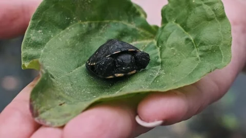 Baby Turtle Face Close Up Stock Footage 284625533