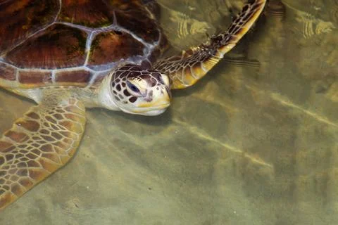 Baby turtle in a farm Stock Photos