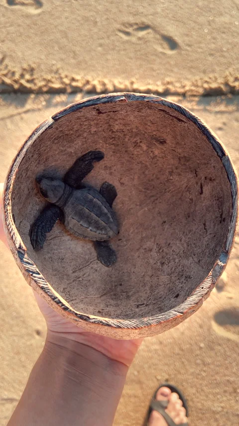 Baby Turtle Stock Footage 278828932