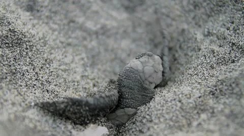 Baby turtle getting out nest Stock Footage