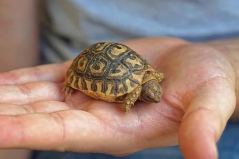 Baby turtle in hand Foto stock
