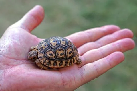 Baby turtle in hand Stock Photos