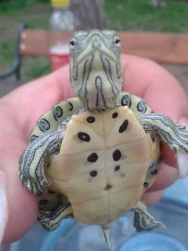 A baby turtle in the hand Foto stock