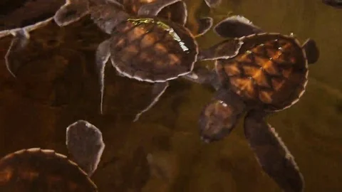 Baby turtle in a hand at a turtle hatchery in Sri Lanka Stock Footage 69084489