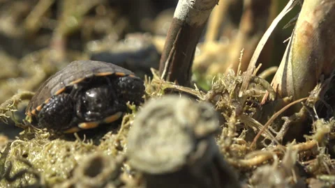 Baby turtle, Hatched from an egg sits next to dry yellow reeds in wild Stock Footage 269820216