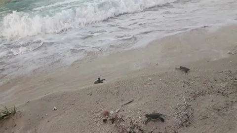 Baby Turtle Hatches Stock Footage 205073585