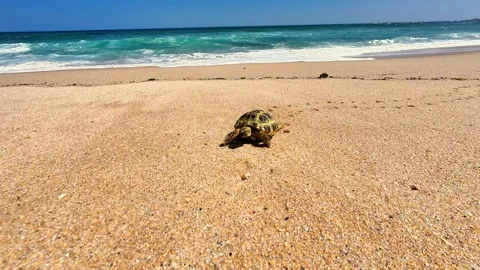 A Baby Turtle is Hatching on a Sandy Beach While Being Bathed in Bright Sunlight Stock Footage 303761162