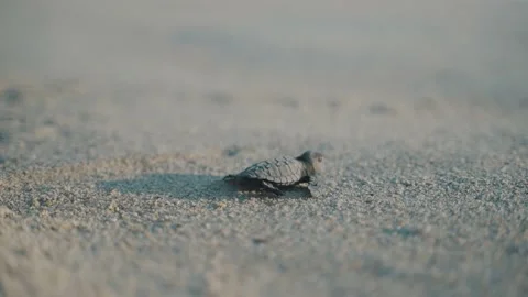 Baby turtle hatching walking on the beach to the ocean in Puerto Stock Footage 171179203