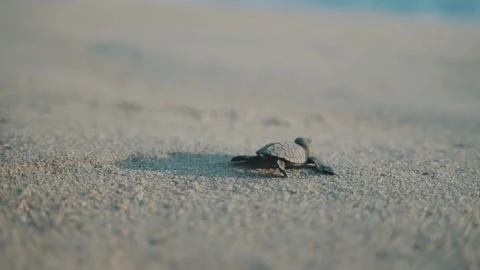 Baby turtle hatching walking towardse beach to the ocean in Puerto Stock Footage 171179650
