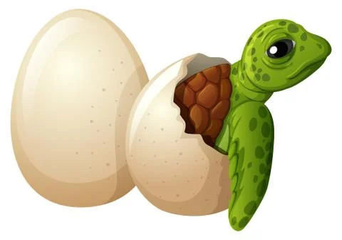Baby turtle hatchling egg Stock Illustration