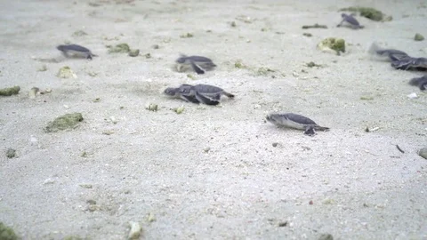 Baby turtle hatchlings running toward the ocean Stock Footage