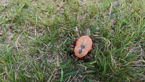 A baby turtle on it's shell recovers and runs away. Видео 137128418