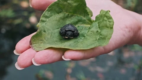 Baby Turtle on a Leaf Stock Footage 303706211