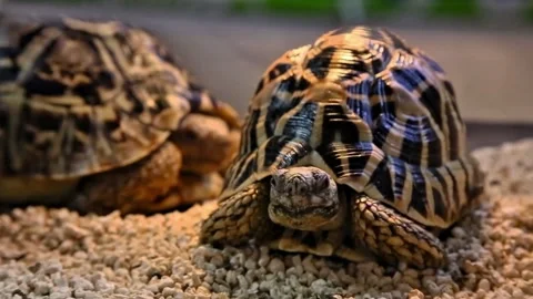 Baby Turtle looking at video camera Stock Footage 299363124