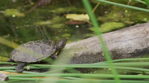 Baby Turtle lying on a branch in the swa... | Stock Video | Pond5