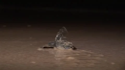 Baby Turtle from Oman Stock Footage 1214819