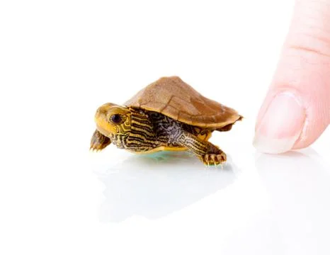 Baby turtle Foto stock
