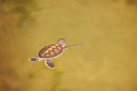 Baby turtle Stock Photos
