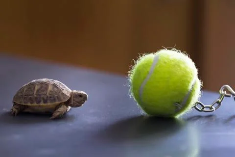 Baby turtle Stock Photos