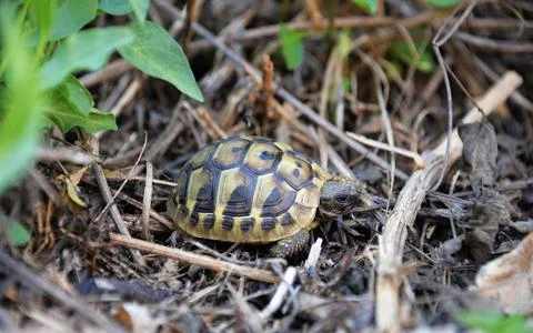 Baby Turtle 写真素材