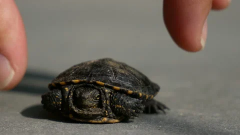 Baby turtle posing on asphalt. Man finger touch the shell of turtle and turn for Video stock 97954801