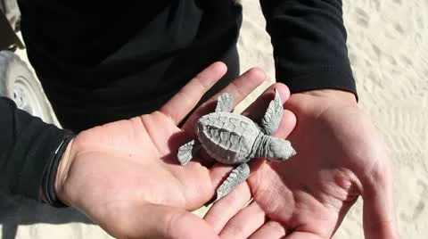 Baby turtle rescue program Видео 10577157