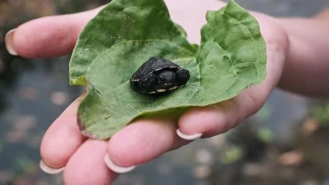 Baby Turtle Resting on Leaf Stock Footage 283892898