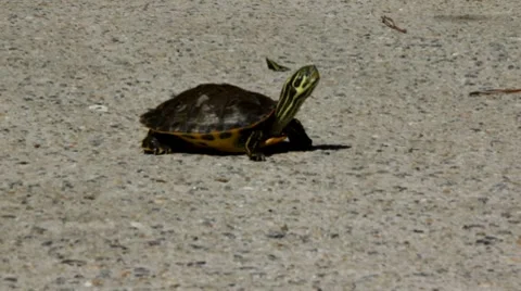 Baby turtle soaking up sunlight on a sidewalk Stock Footage 8767629