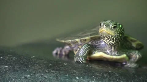 Baby turtle sunning on rock opens mouth looks around Vidéo 65282739