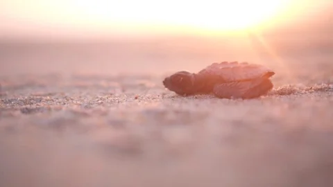 Baby turtle at sunset Video stock 82865992