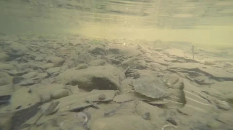 Baby turtle surfaces for air while swimming away Stock Footage 65282482