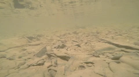 Baby turtle surfaces for air while swiming away Stock Footage 65283512